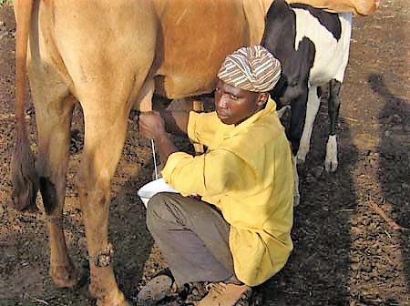 Afrique elevage lait